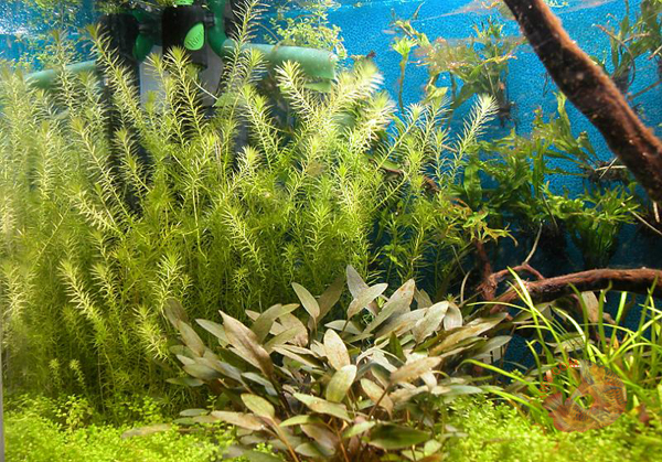 Cây Bạc Đầu Bông  là dạng cây dễ  trồng trong hồ cá thủy sinh. Nó phát triển tốt ở điều kiện ánh sáng ánh sáng 2-4 watt cho mỗi gallon, CO2, và một chế độ bón phân trong đó có nitrate, phosphate, kali và các vi chất dinh dưỡng bổ sung. Nếu bổ sung thêm Co2 Cây Bạc Đầu Bông sẽ cho ra lá xanh căn và bung xòe rất. Với sự tăng trưởng khá cao và sự hấp thụ dinh dưỡng tốt, Cây Bạc Đầu Bông  còn là ứng viên tuyệt vời cho các hồ thủy sinh bị dư dinh dưỡng.